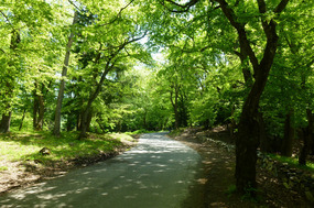 Pretty Forest at the Top Station of the Cable Car