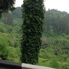 Subtropical Rainforest Toward Batumi