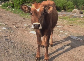 I Win the Trust of a Curious Little Calf
