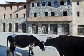 At Dawn - Local Cows in Mestia's Main Street 