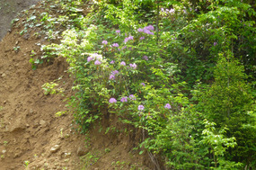 Wild Rhododenrdons Along Mestia-Zudidi Road 