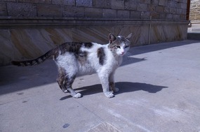 A Very Self Possesd Incheri Sheher Feline