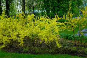 Pretty Flowering Acacia in Park Near St Michaels'