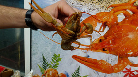 Live Crustaceans at GUM Markets