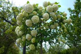 Beautiful Mock Orange Tree at Garni