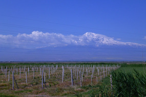 Young Vineyards Near Khor Virap