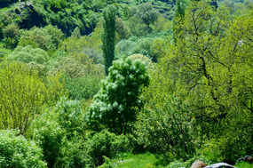 Luxuriant Forest Growth near Khertvisi Fortress