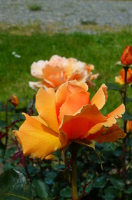 Beautiful Roses at Svetitstkhoveli Cathedral 