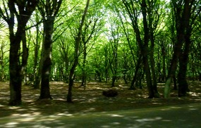 Verdant Birch Forests Toward Lahij