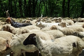 We Encounter a Herd of Sheep and Goats