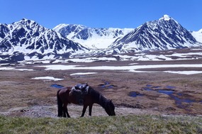 My Horse Grazing at the Base Camp