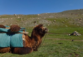 Our Good Natured Pack Camel Waits Patiently