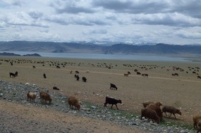 A Herd of Goats at Lake Tolbo