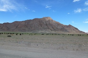 Huge Goat Herd Graze Outside of Khovd