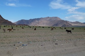 Serrated Mountains and Goat Herd Outside Khovd