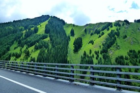 Spruce Trees On the Tian Shan 