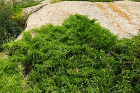 Unusual Fern Like Growth 
