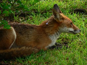 "HarryBella" Fox