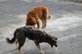 Dogs at the Last China Check Point, Khunjerab Pass