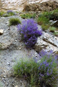 A Cottage Garden of Wild Lavenders