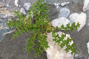 Curious Hardy Thistle