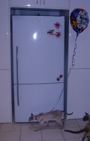 Khiva Walks Around With "Welcome Home" Balloons!