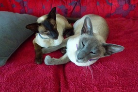 Samarkand and Zabaradas are Happy to See Us