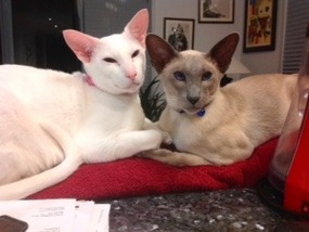 Willow Rose and Zabardas, Happy and Relaxed 