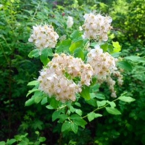 Wild Flowers in the Geopark