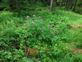 A Cottage Garden in Lake Kanas Geopark