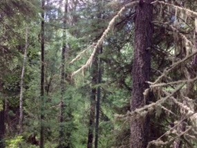 Ghostly Silver Lichens Near Moon Lake