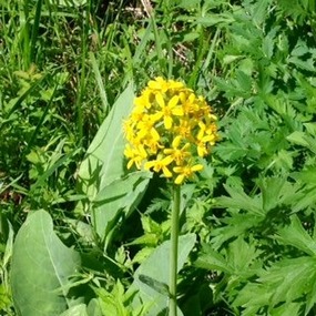 Wild Flowers in the Geopark