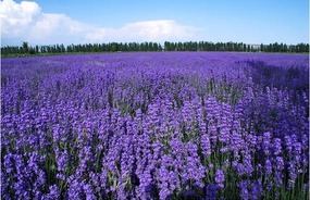 Lavendar Farm Near Boertala