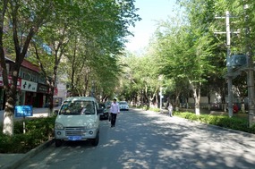 Leafy Streets of Karamay