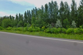 Lush Growth on the Road to Boertala