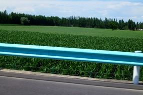 Lush Maize Crop Near Boertala