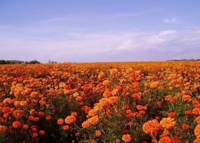 Marigold Farm Near Boertala