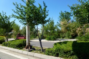 Tree Lined Highway out of Karamay