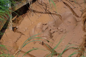 Bear Print in a Mud Hole