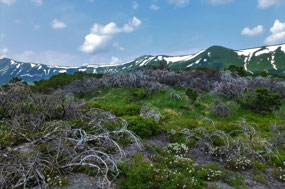 Tortured Vegetation, Uzon
