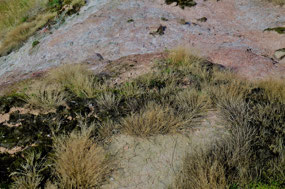 Tough Vegetation Beside an Acid Lake
