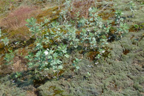Wild Flowers & Lichens