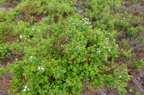 Wild Daisy