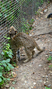 Leopard Cat