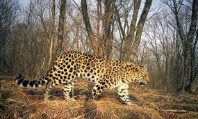 Amur Leopard (c. worldwildlife.org)