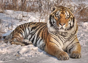 Amur Tiger in Winter (c. Sabry Mason)