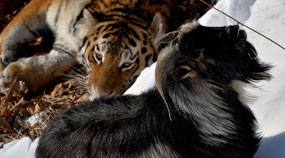 Amur with Timur - Happier Days (c. Face Book)