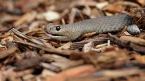 Australia's Deadly Brown Snake...