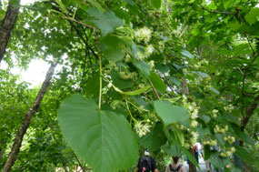 Beautiful Linden Tree