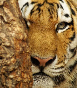 Eye of the Tiger (c. Sabry Mason)